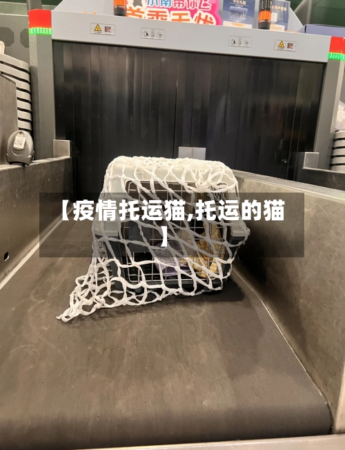 【疫情托运猫,托运的猫】-第2张图片