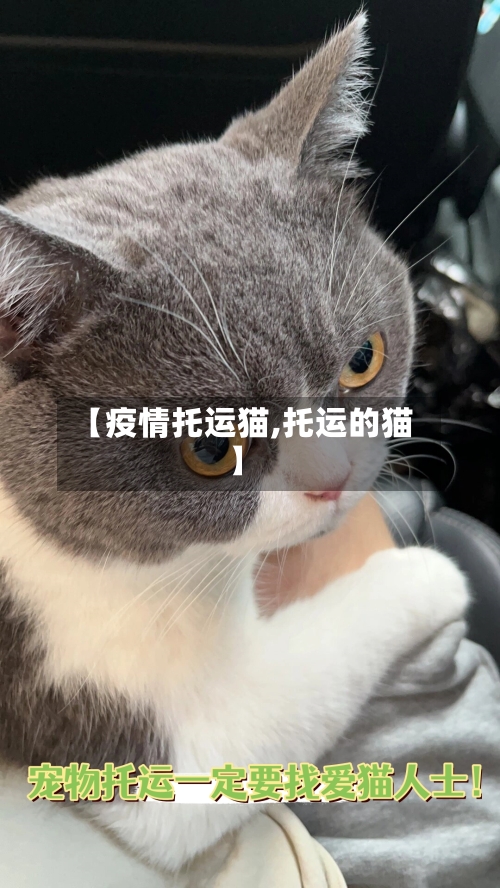 【疫情托运猫,托运的猫】
